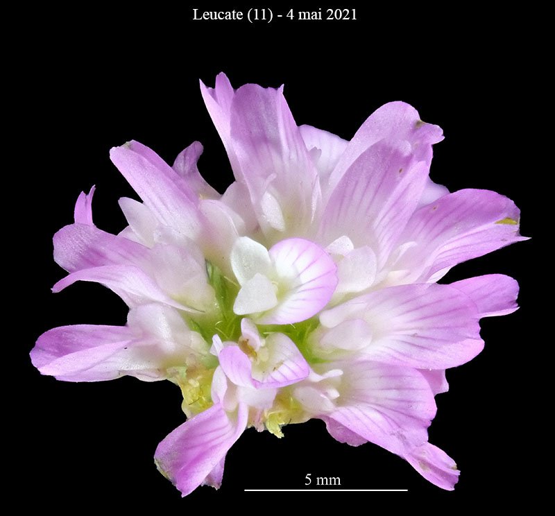 Trifolium sp-3c-Leucate-4 05 2021-LG.jpg