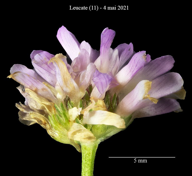 Trifolium sp-3e-Leucate-4 05 2021-LG.jpg