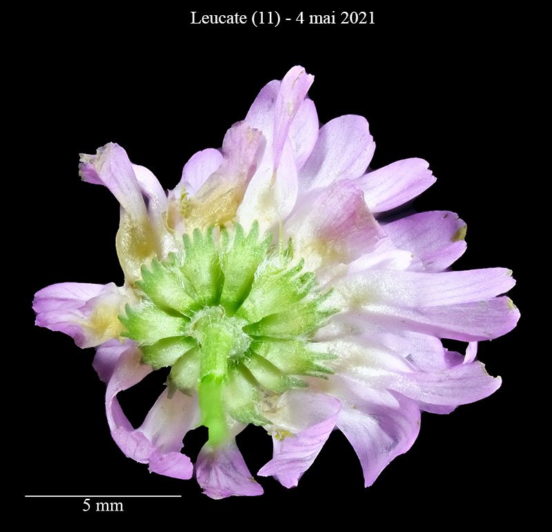Trifolium sp-3d-Leucate-4 05 2021-LG.jpg