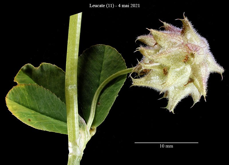 Trifolium sp-5a-Leucate-4 05 2021-LG.jpg