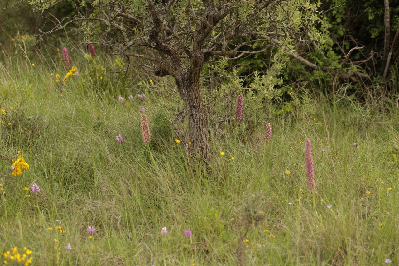 Orchis x bergonii (2).jpg