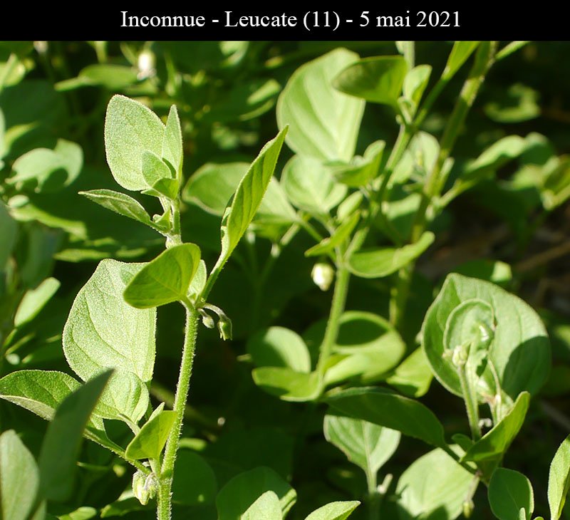 Inconnue-2a-Leucate-5 05 2021-LG.jpg
