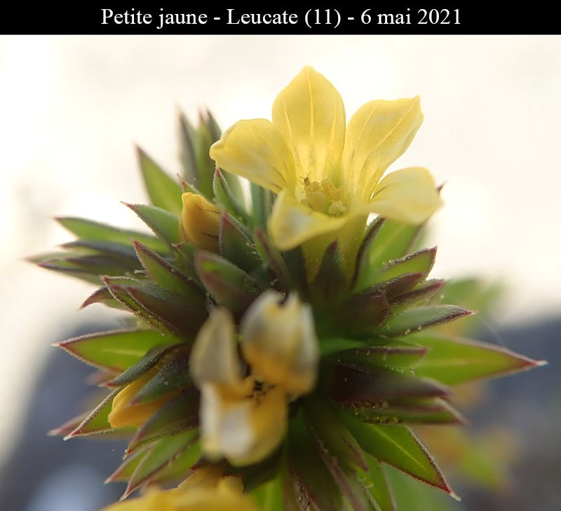 Petite jaune-3a-Leucate-6 05 2021-LG.jpg