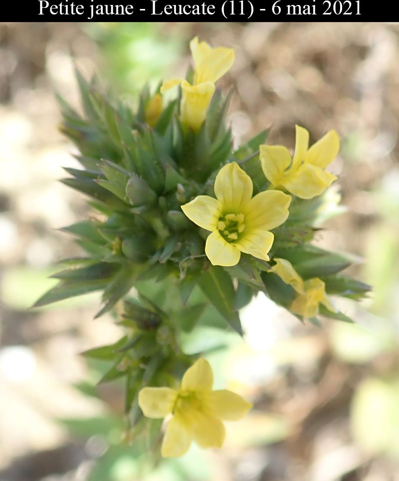 Petite jaune-3b-Leucate-6 05 2021-LG.jpg