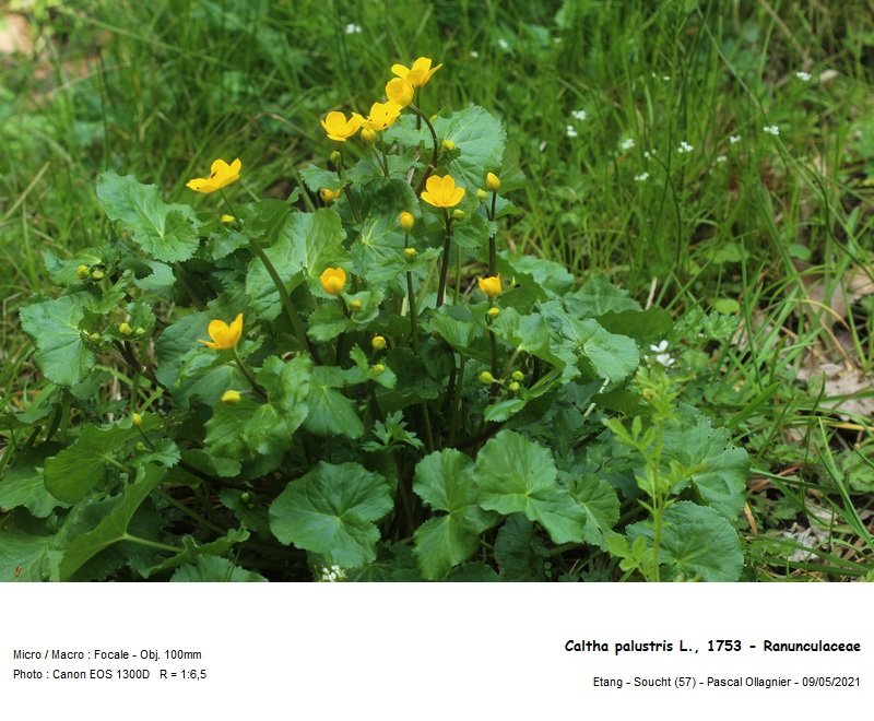 caltha_palustris_l_1753_-_ranunculaceae_01.jpg