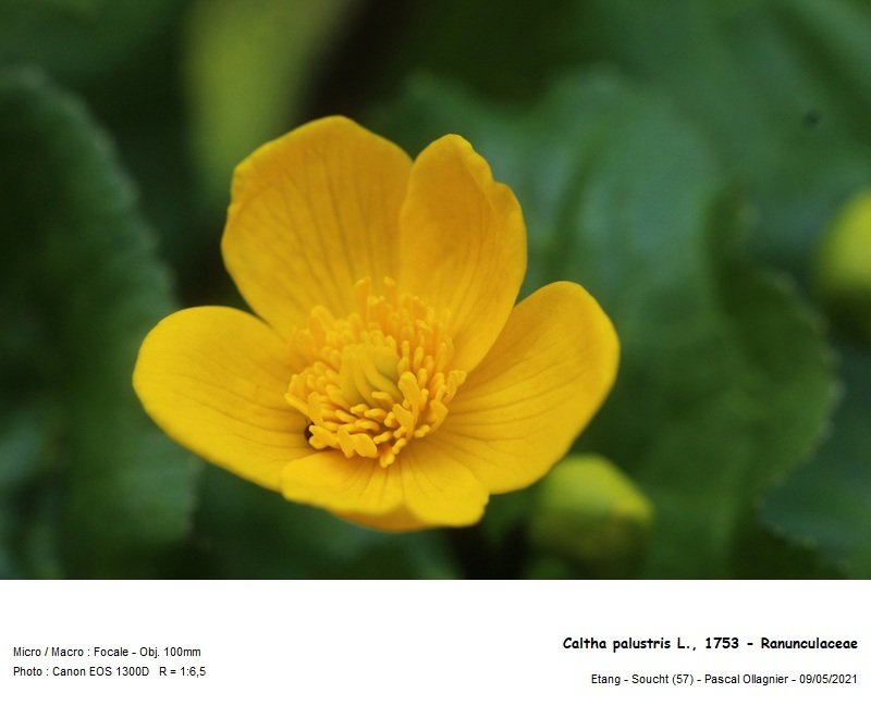 caltha_palustris_l_1753_-_ranunculaceae_02.jpg