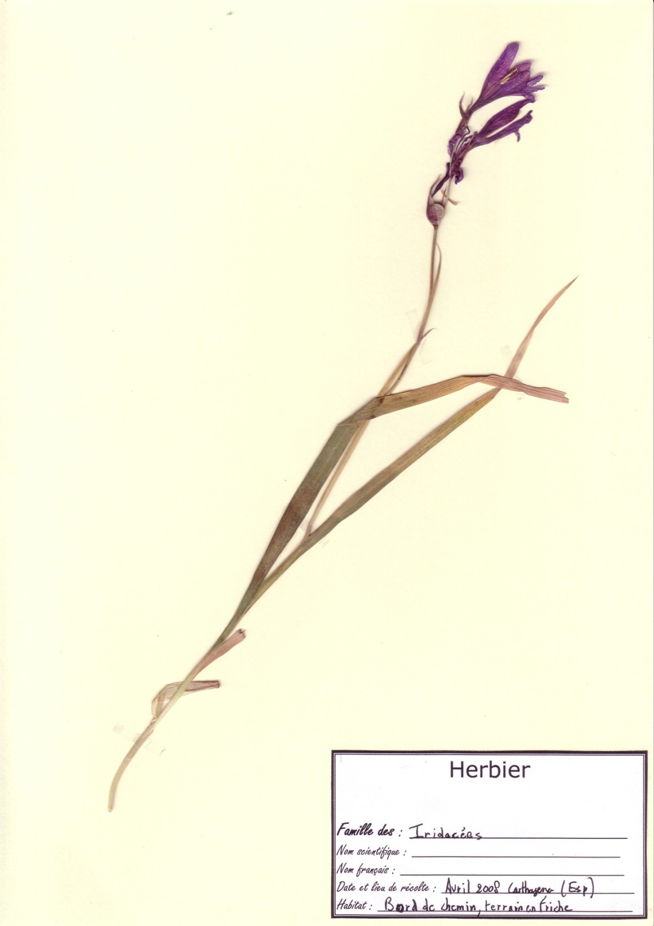 gladiolusillyricus.jpg
