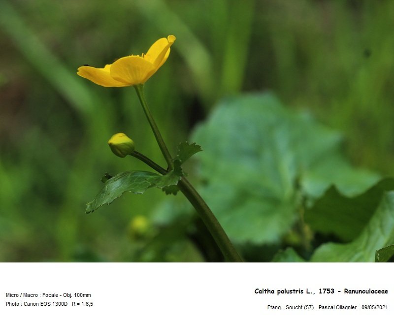 caltha_palustris_l_1753_-_ranunculaceae_03.jpg