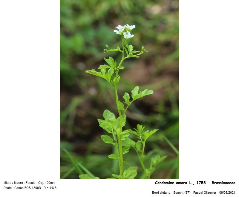 Cardamine_amara_l_1753_-_brassicaceae_01.jpg