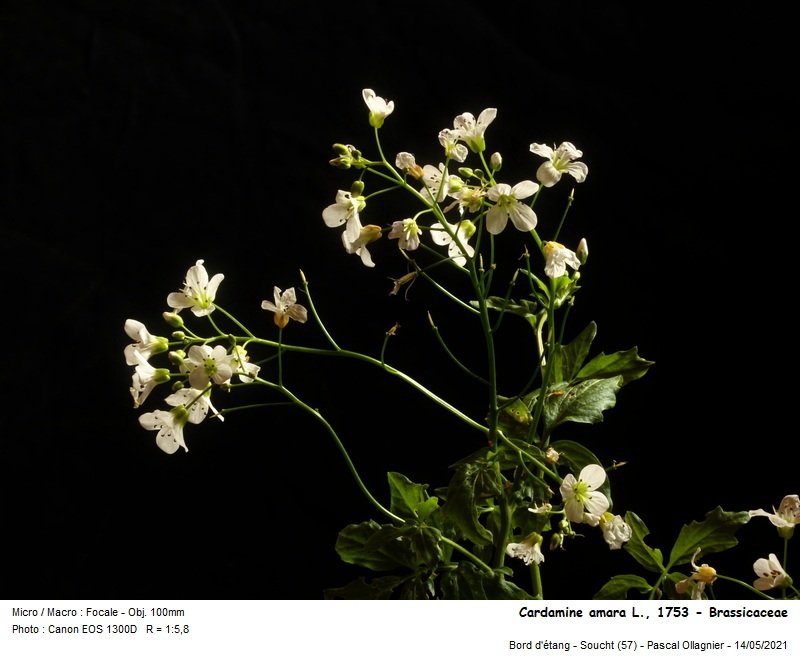Cardamine_amara_l_1753_-_brassicaceae_02.jpg