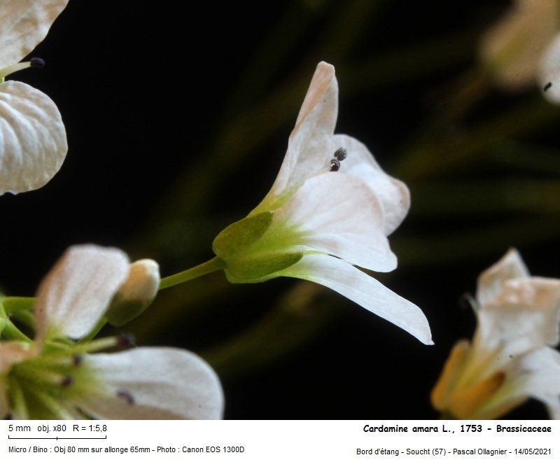 Cardamine_amara_l_1753_-_brassicaceae_03.jpg