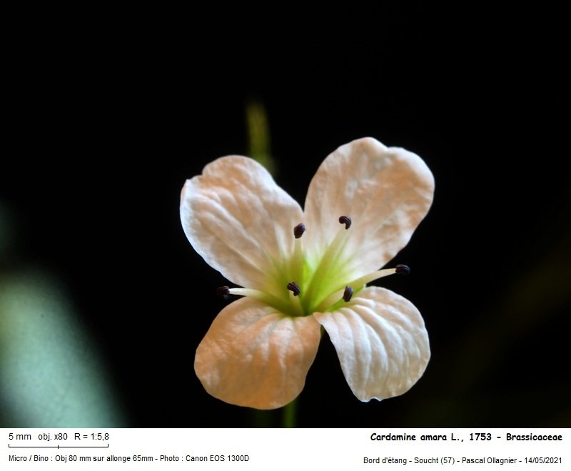 Cardamine_amara_l_1753_-_brassicaceae_04.jpg