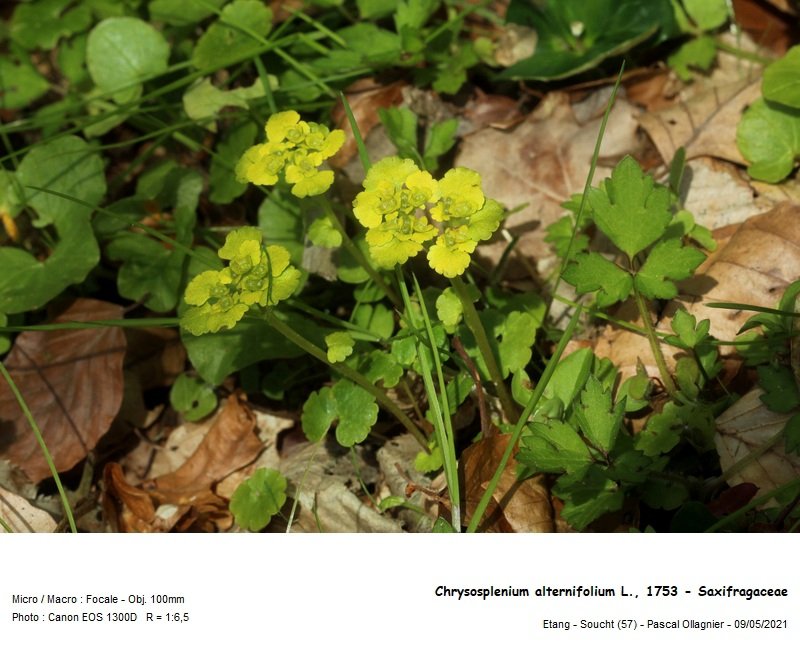 chrysosplenium_alternifolium_l_1753_-_saxifragaceae_01.jpg
