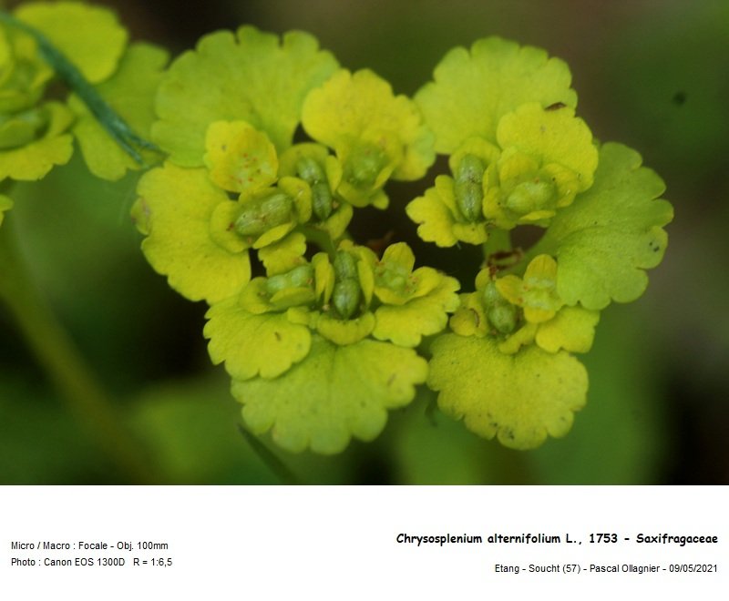 chrysosplenium_alternifolium_l_1753_-_saxifragaceae_02.jpg