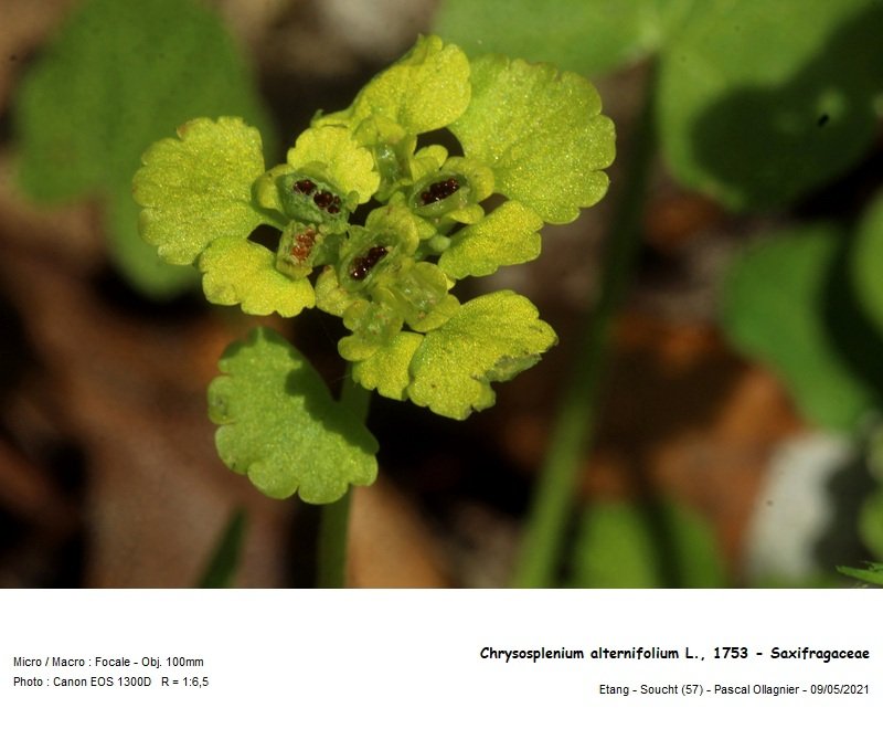 chrysosplenium_alternifolium_l_1753_-_saxifragaceae_03.jpg