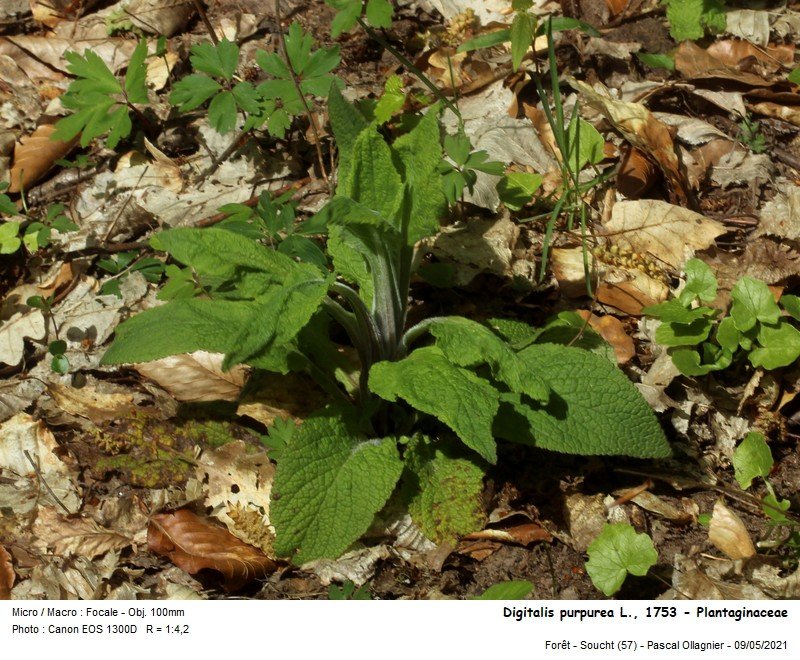 digitalis_purpurea_l_1753_-_plantaginaceae.jpg