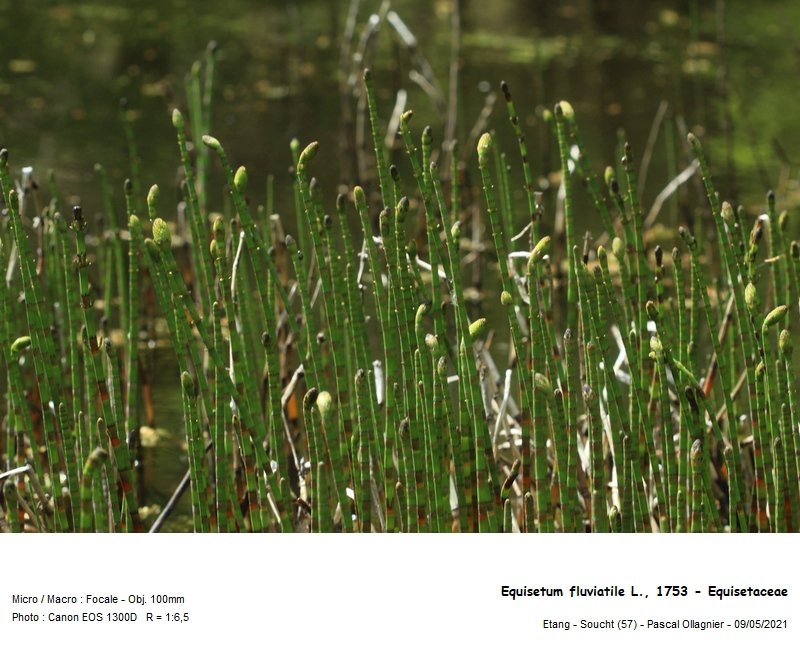 equisetum_fluviatile_l_1753_-_equisetaceae_02.jpg