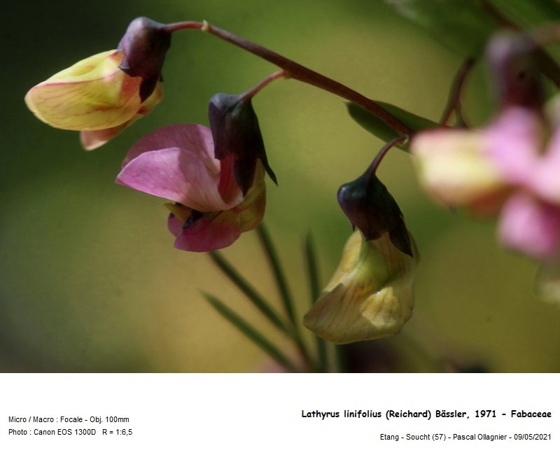 lathyrus_linifolius_reichard_bassler_1971_-_fabaceae_02.jpg