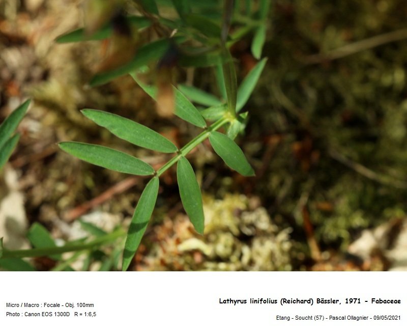 lathyrus_linifolius_reichard_bassler_1971_-_fabaceae_03.jpg