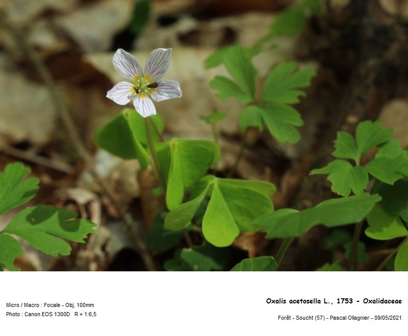 oxalis_acetosella_l_1753_-_oxalidaceae.jpg