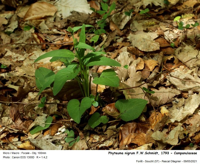 phyteuma_nigrum_fwschmidt_1793_-_campanulaceae.jpg