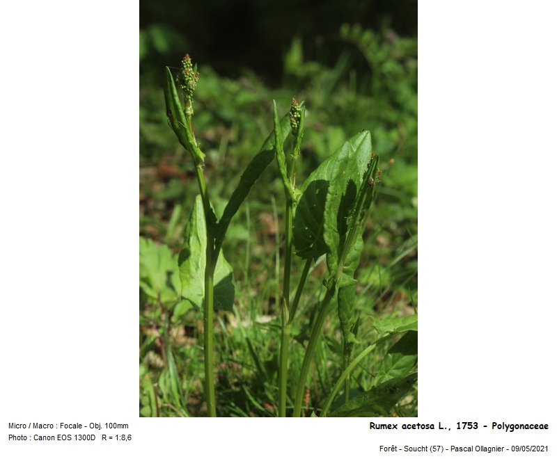 rumex_acetosa_l_1753_-_polygonaceae_03.jpg