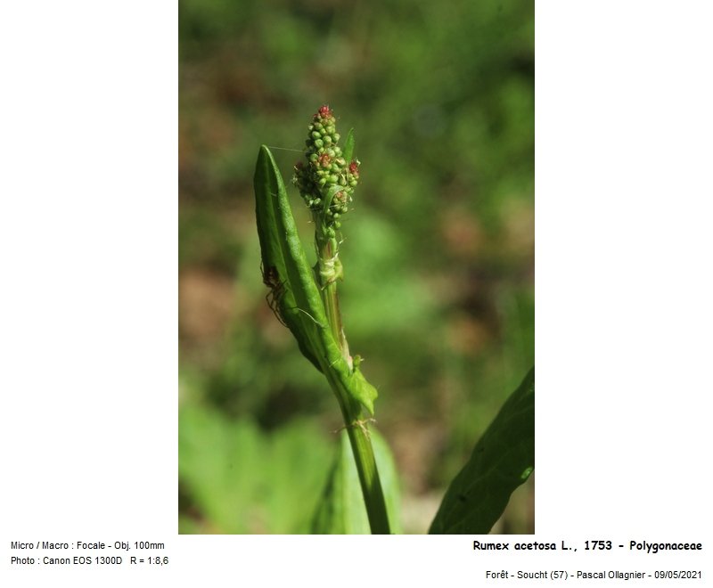 rumex_acetosa_l_1753_-_polygonaceae_04.jpg