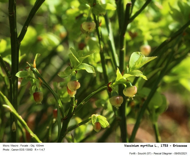 vaccinium_myrtillus_l_1753_-_ericaceae.jpg