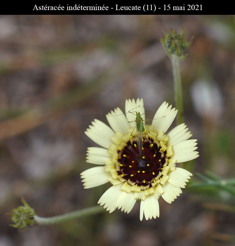 Astéracée ind-3a-Leucate-15 05 2021-LG.jpg