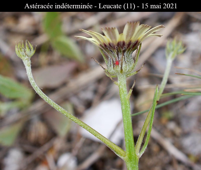 Astéracée ind-3b-Leucate-15 05 2021-LG.jpg