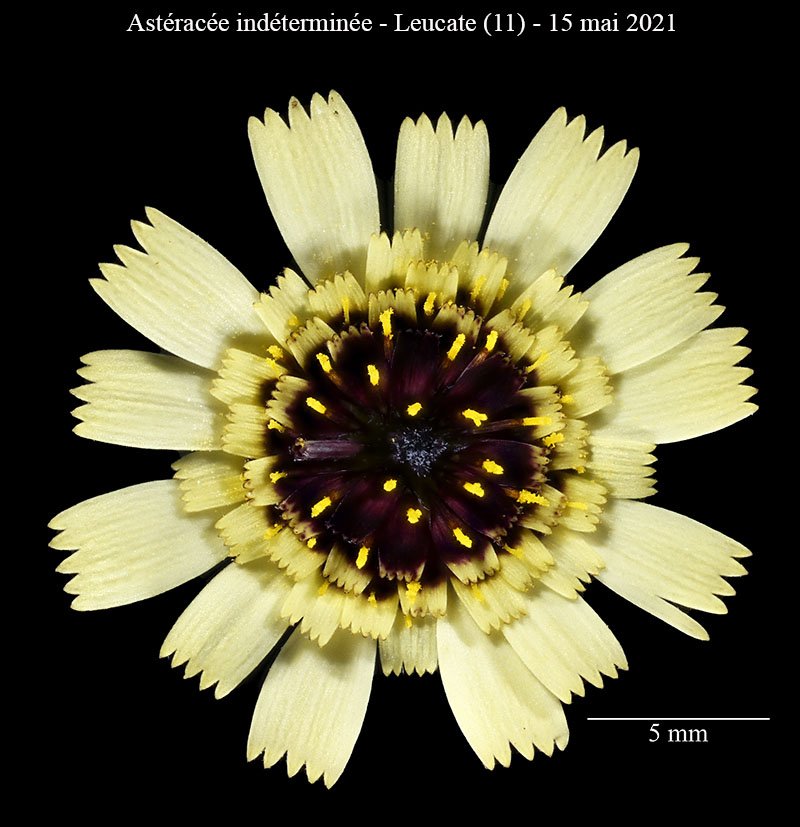 Astéracée ind-3d-Leucate-15 05 2021-LG.jpg