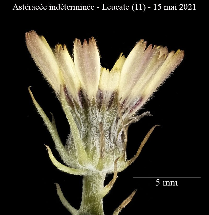 Astéracée ind-3e-Leucate-15 05 2021-LG.jpg