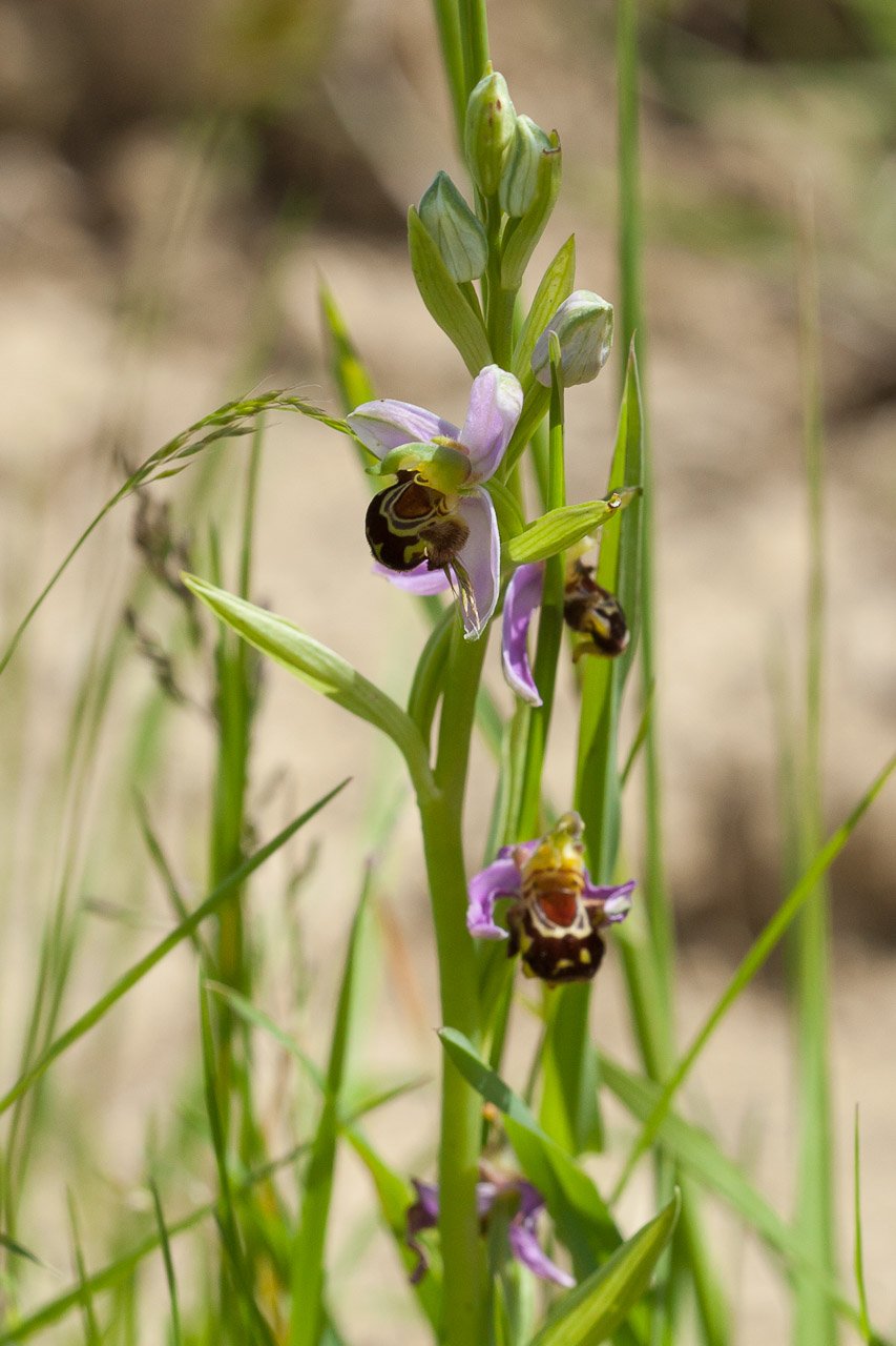 Ophrys 1.jpg