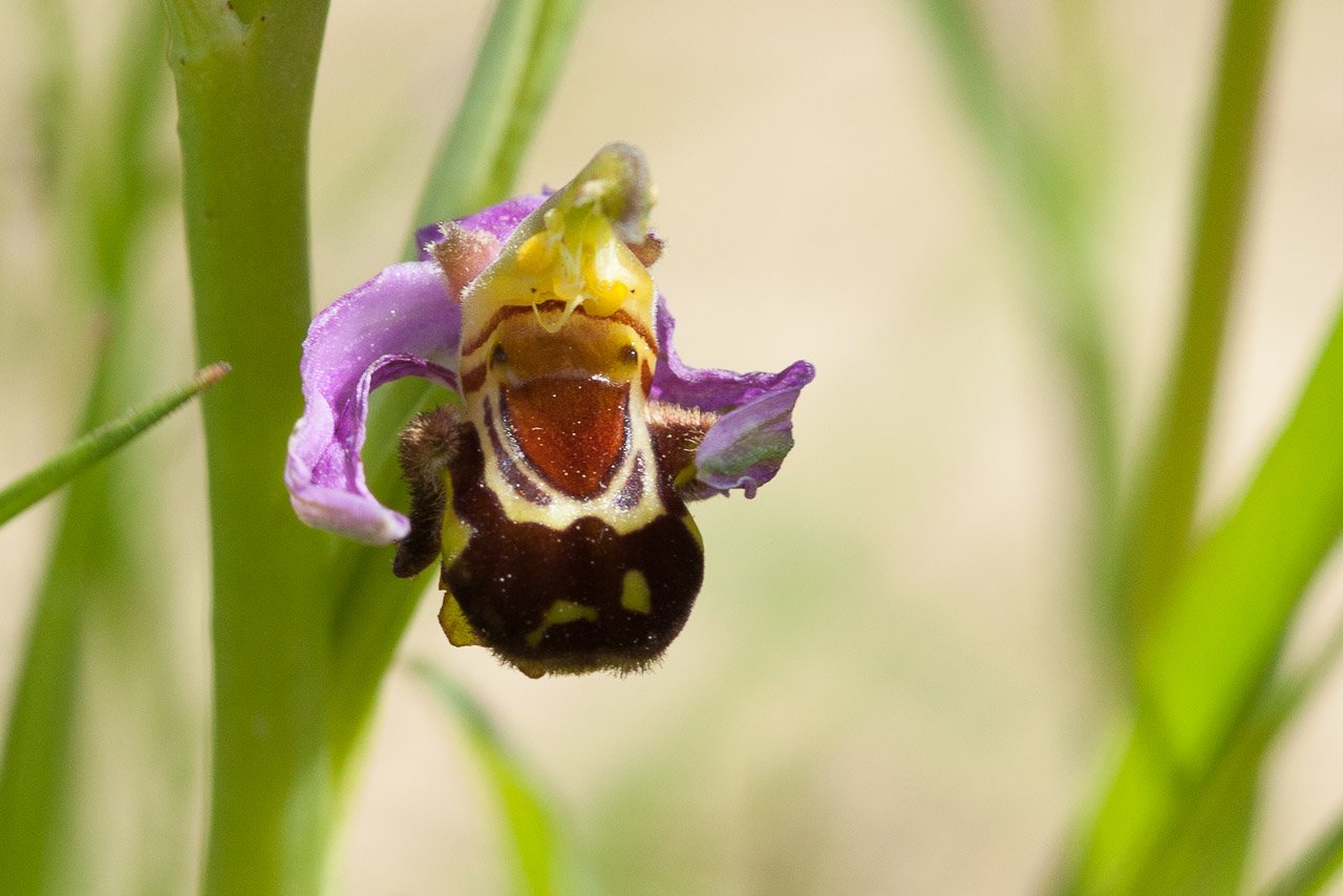 Ophrys 1-2.jpg