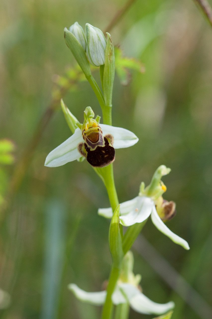 Ophrys 2.jpg