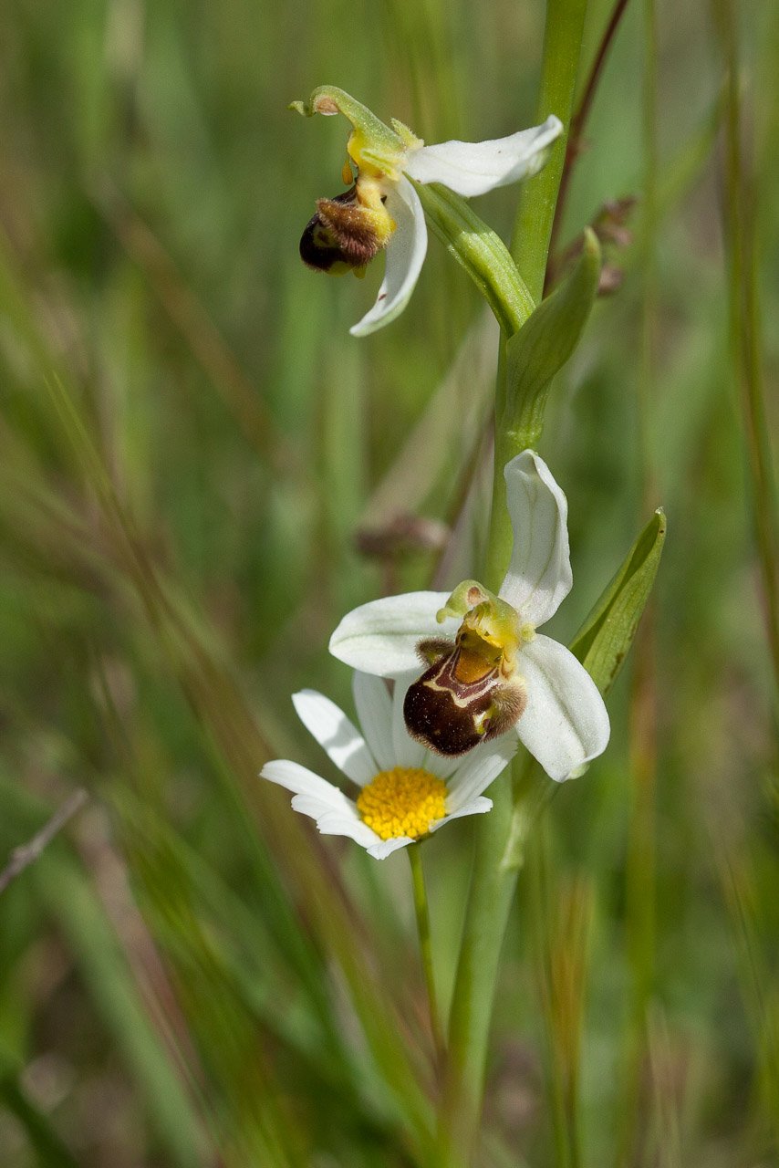 Ophrys 2-2.jpg