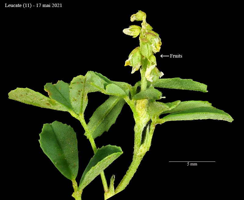 Trifolium sp-5b-Leucate-17 05 2021-LG.jpg