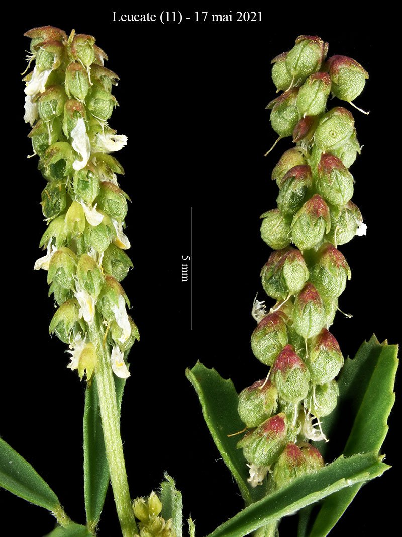 Trifolium sp-5c-Leucate-17 05 2021-LG.jpg