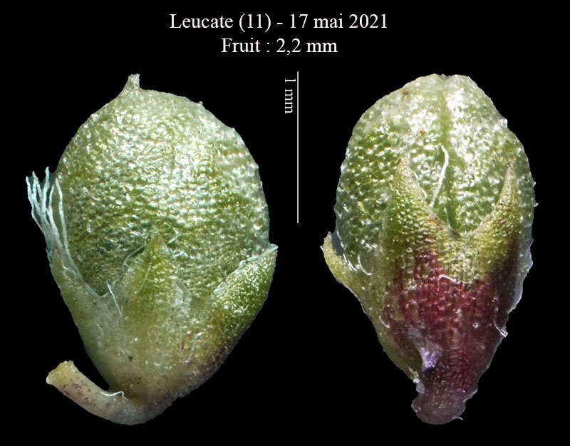 Trifolium sp-5d-Leucate-17 05 2021-LG.jpg