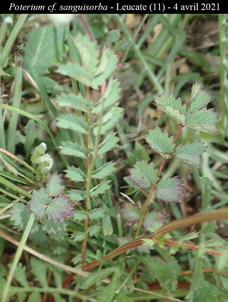 Poterium cf. sanguisorba-2a-Leucate-4 04 2021-LG.jpg