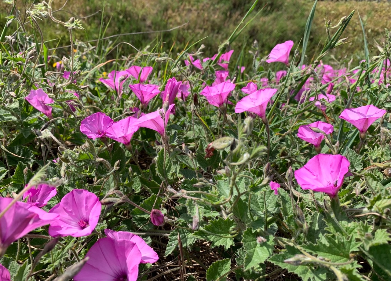 Convolvulus althaeoides (1).jpg