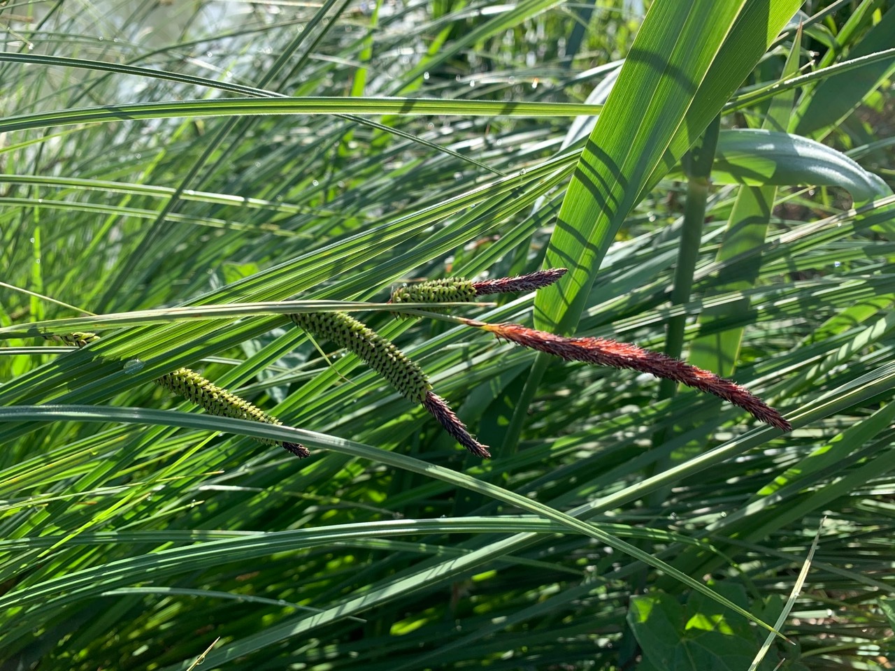 Carex elata 1.jpg