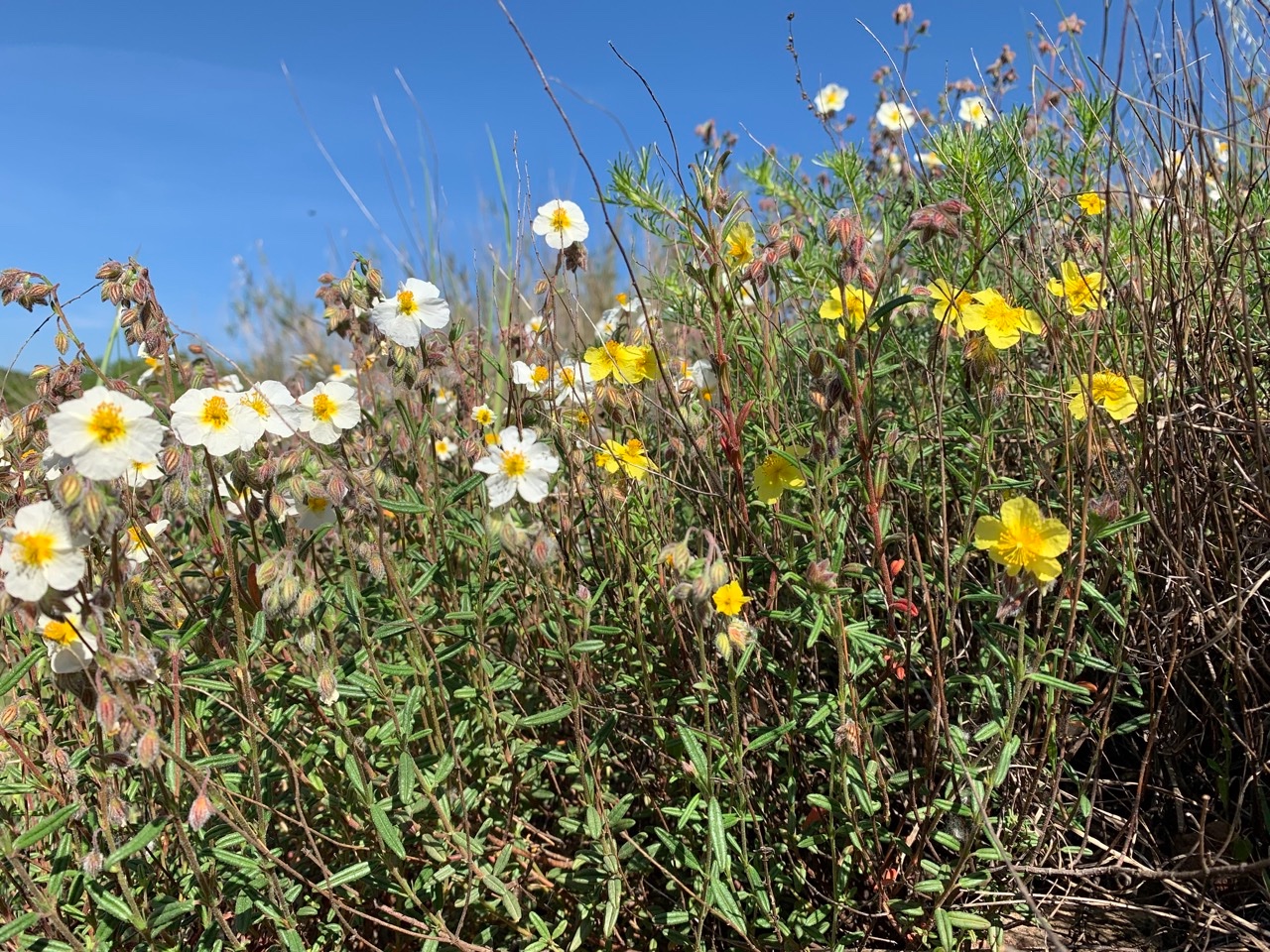 Helianthemum hirtum.jpg