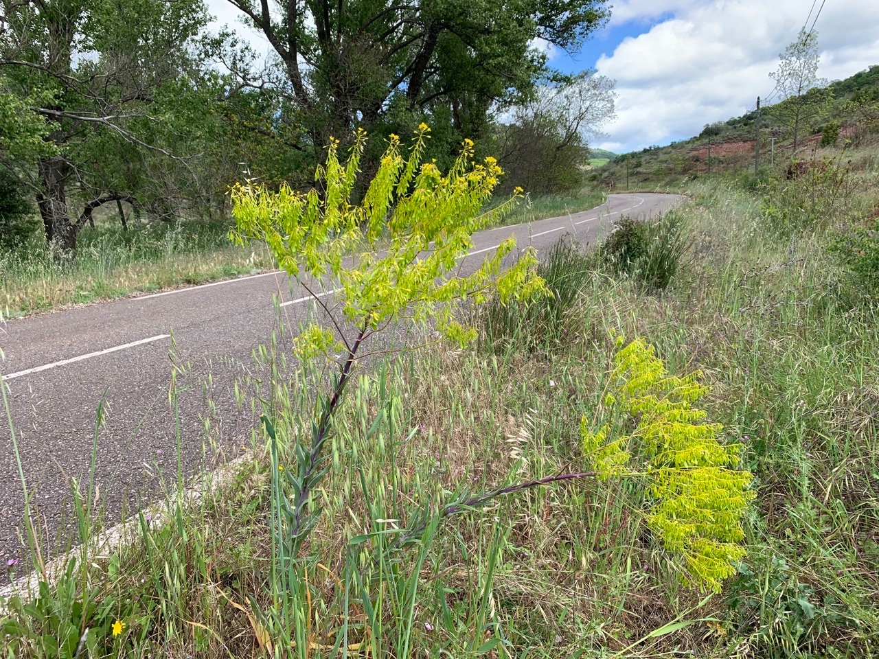 Isatis tinctoria.jpg