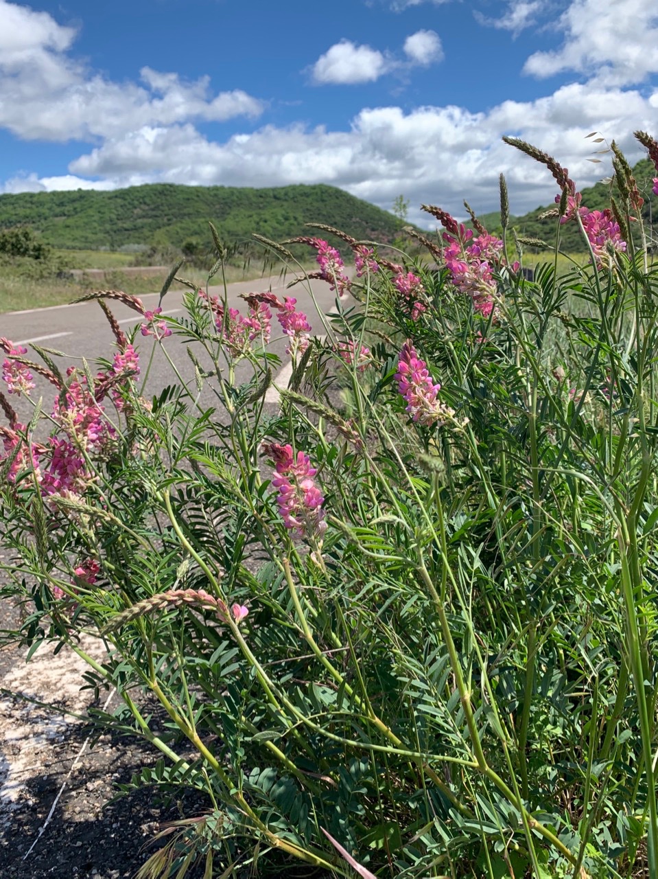 Onobrychis viciifolia.jpg