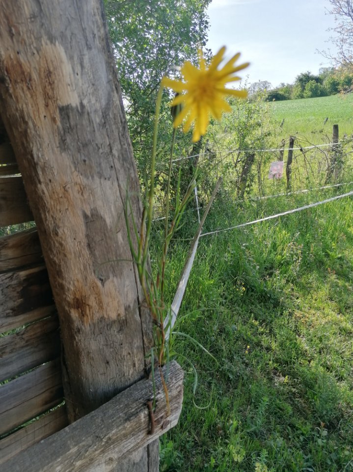 Fleur 3.jpg
