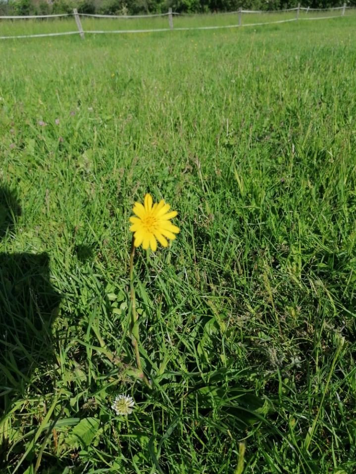 Fleur 2.jpg