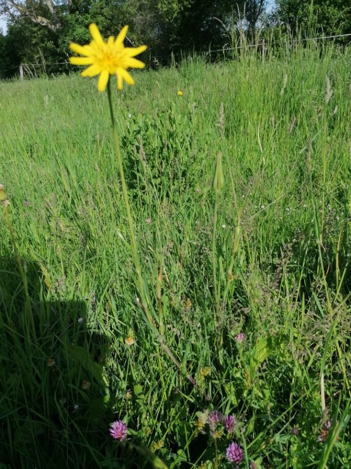 Fleur 1.jpg