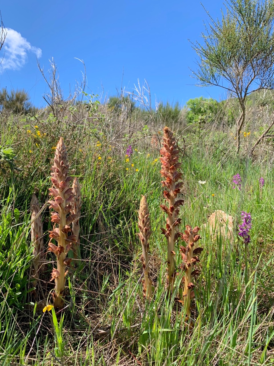 Orobanche rapum-genistae.jpg