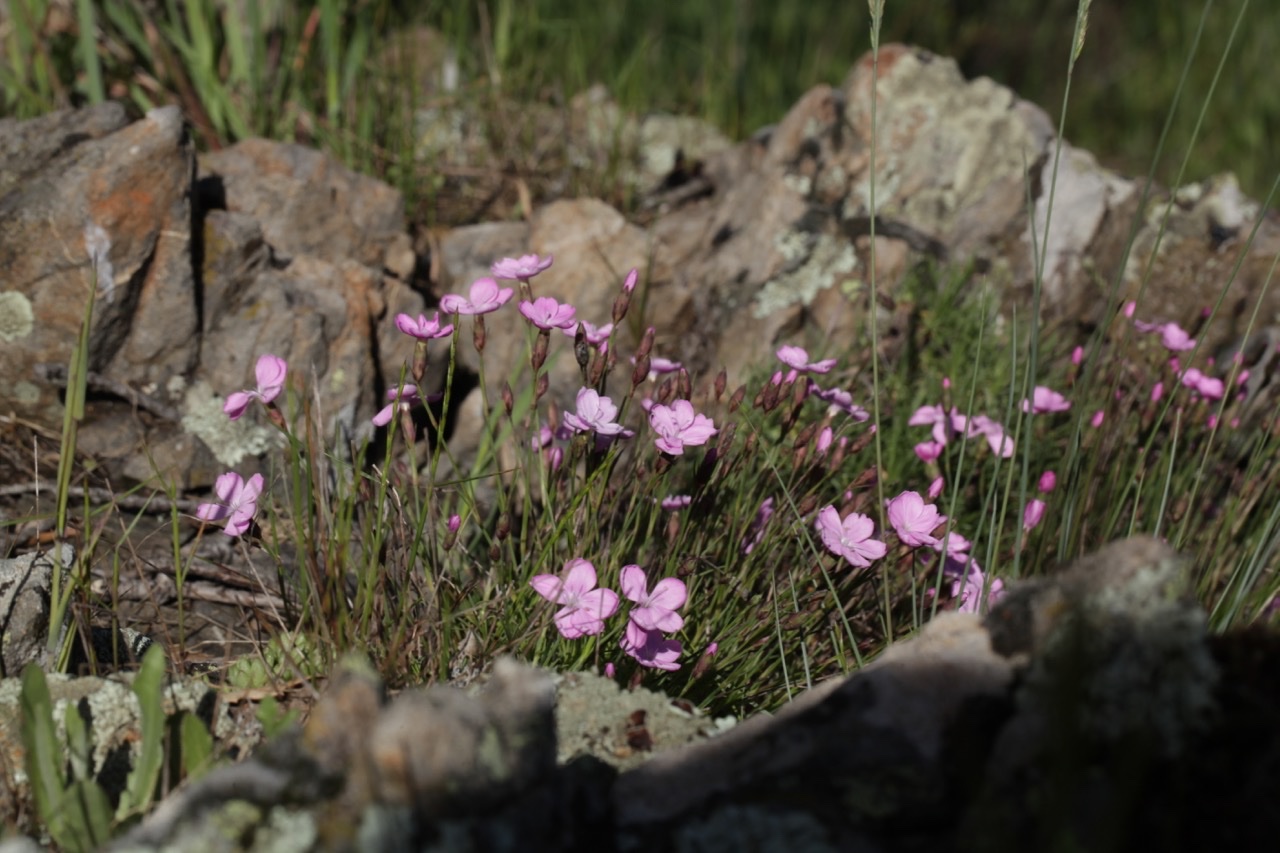 Dianthus pungens.jpg